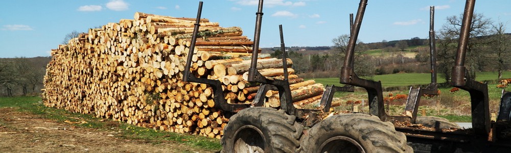 bois chauffage vente livraison thy charleroi beaumont chimay philippeville couvin hainaut stere grume sec combustible dur buche achat abattage exploitation forestiere arbre walcourt wallonie sac allumage