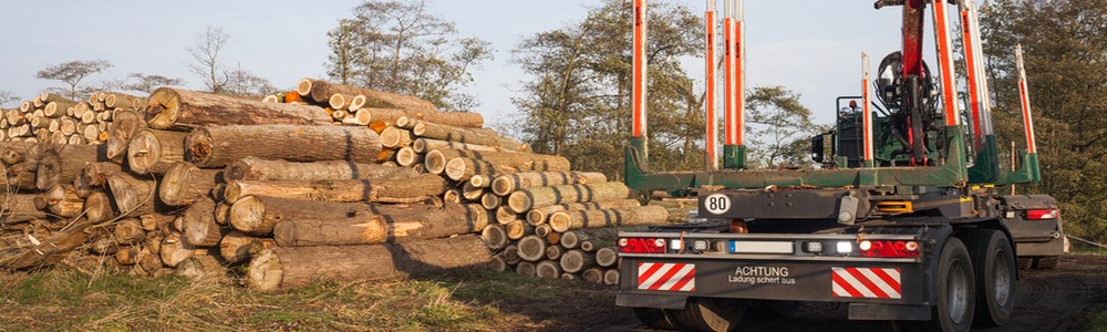 bois chauffage vente livraison thy charleroi beaumont chimay philippeville couvin hainaut stere grume sec combustible dur buche achat abattage exploitation forestiere arbre walcourt wallonie sac allumage
